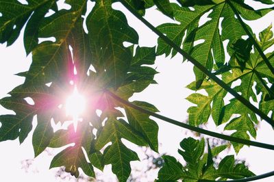Low angle view of tree against sky
