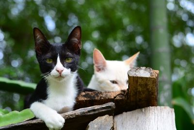 Close-up portrait of a cat