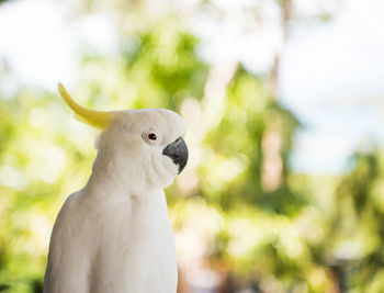 Close-up of parrot