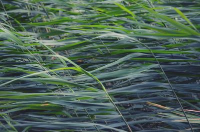 Close-up of bamboo plants