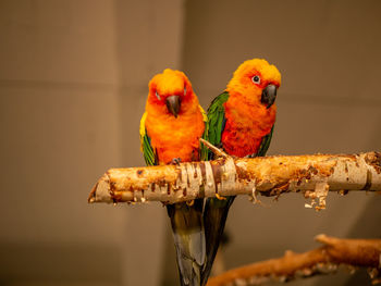 Close-up of parrot perching on branch