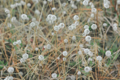 Close-up of white flowering plants on field