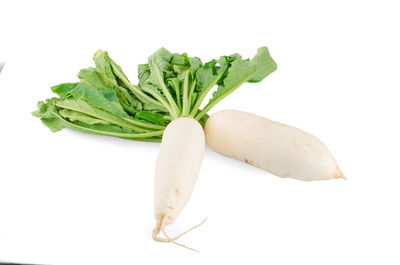 High angle view of leaf against white background