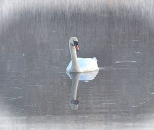 Swan swimming in a lake