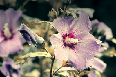 Close-up of pink flower blooming in garden