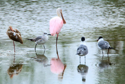 View of birds in lake