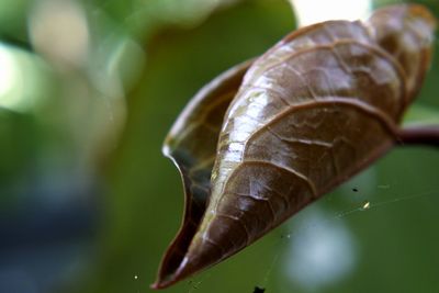 Close-up of snail on leaf