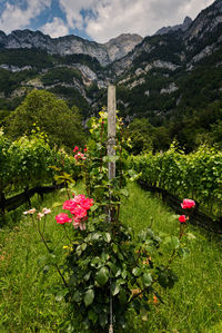 Pink flowering plants on land against mountains