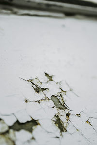 Close-up of snow covered plant