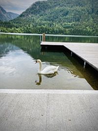 Swan in a lake