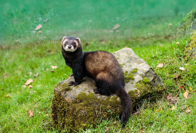 An european polecat