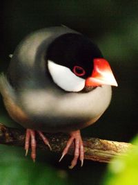 Close-up of bird perching