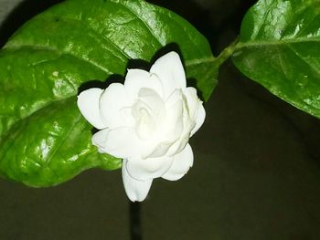 Close-up of rose blooming indoors