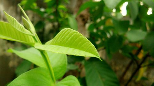 Close-up of leaves