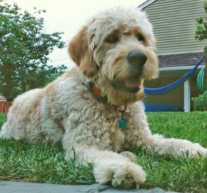 Dog relaxing on grass