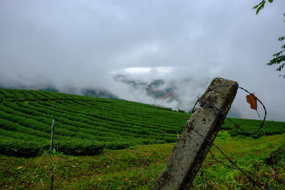 Scenic view of agricultural field against sky