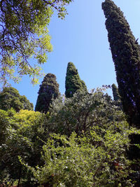 Low angle view of flowering trees against clear sky