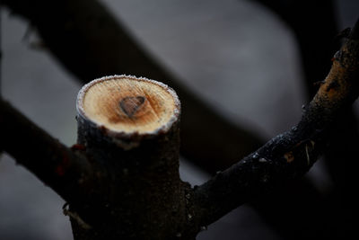 Close-up of mushroom growing on tree