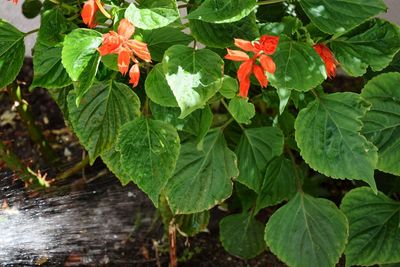 Close-up of plant with red leaves