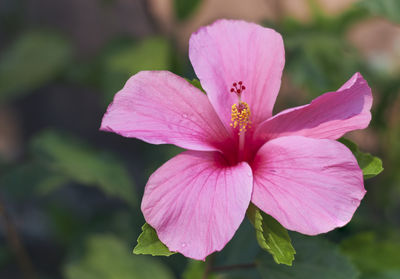 Close-up of pink rose flower