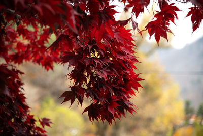 Close-up of red maple leaves against blurred background