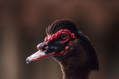 Close-up of bird