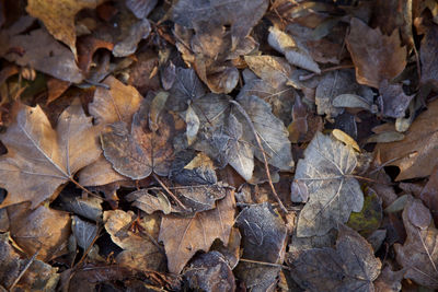 Full frame shot of autumn leaves