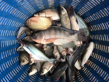 High angle view of fish in basket