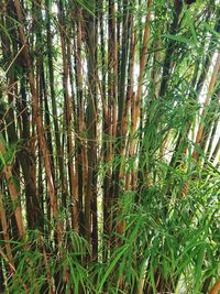 View of bamboo trees in forest