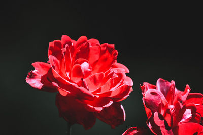 Close-up of red rose against black background