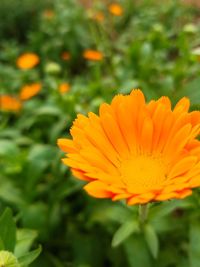 Close-up of orange flower