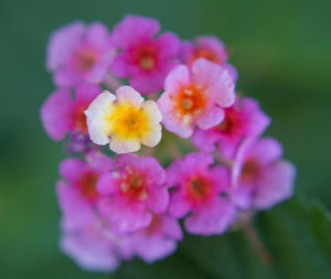 Close-up of flowers blooming outdoors