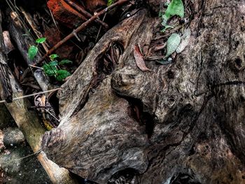 Close-up of tree trunk