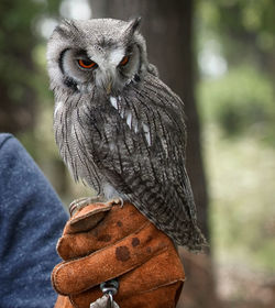 Close-up portrait of owl perching outdoors