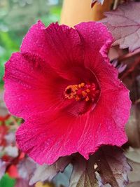 Close-up of pink flower