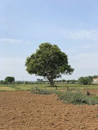 Tree on field against sky