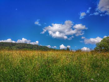 Scenic view of field against sky