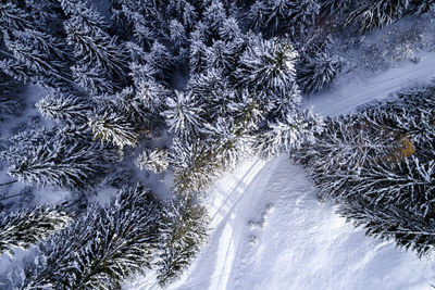 High angle view of trees on snow covered landscape