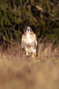 Portrait of owl perching on a land