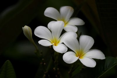 Close-up of white flowers blooming outdoors