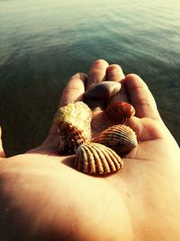 Close-up of hand feeding