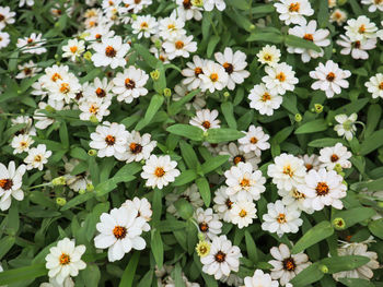 Close-up of white flowering plants in park
