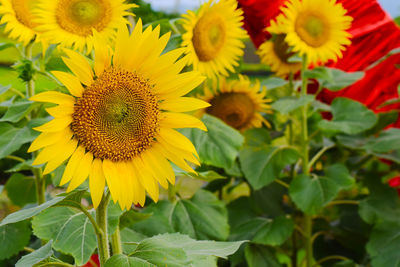 Close-up of sunflower field