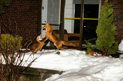 Foxes fighting on snow by window