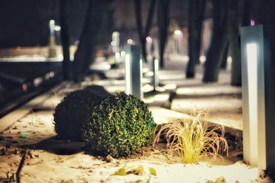 Close-up of illuminated plants during winter at night