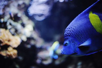 Close-up of fish swimming in aquarium