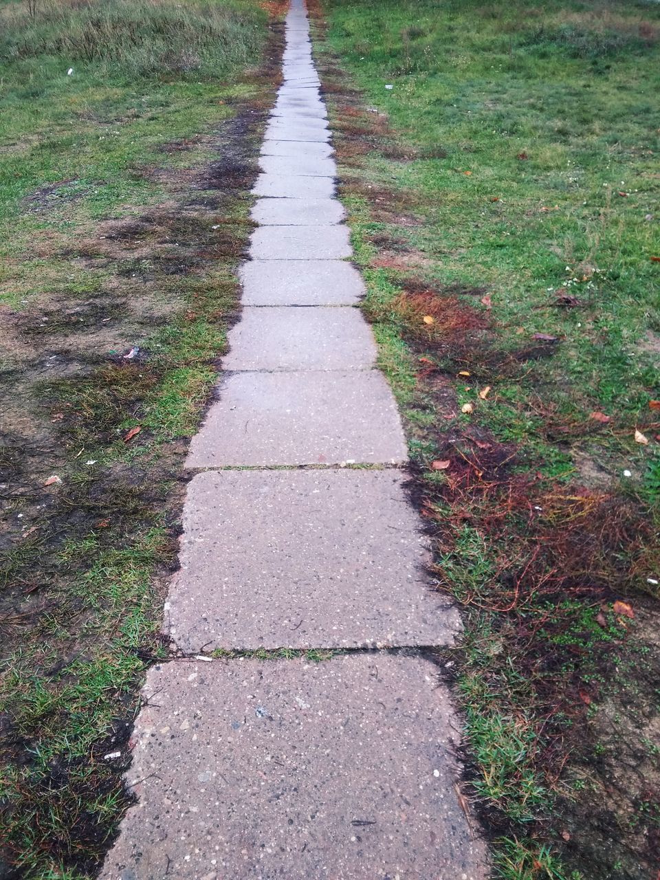 HIGH ANGLE VIEW OF FOOTPATH AMIDST PLANTS