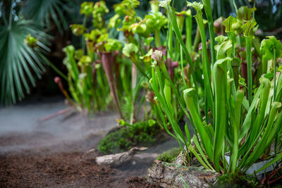 Close-up of flowering plants on field