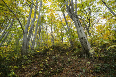 Trees in forest