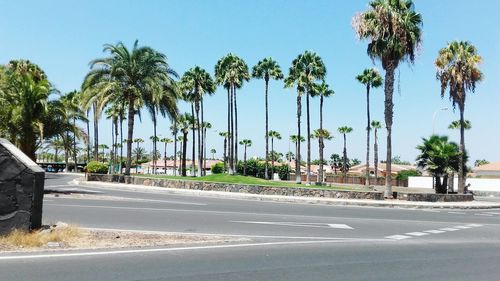 Palm trees by road against clear blue sky